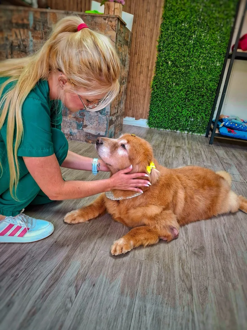 Veterinária acariciando um golden retriever