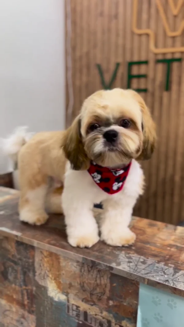 Cão durante banho e tosa