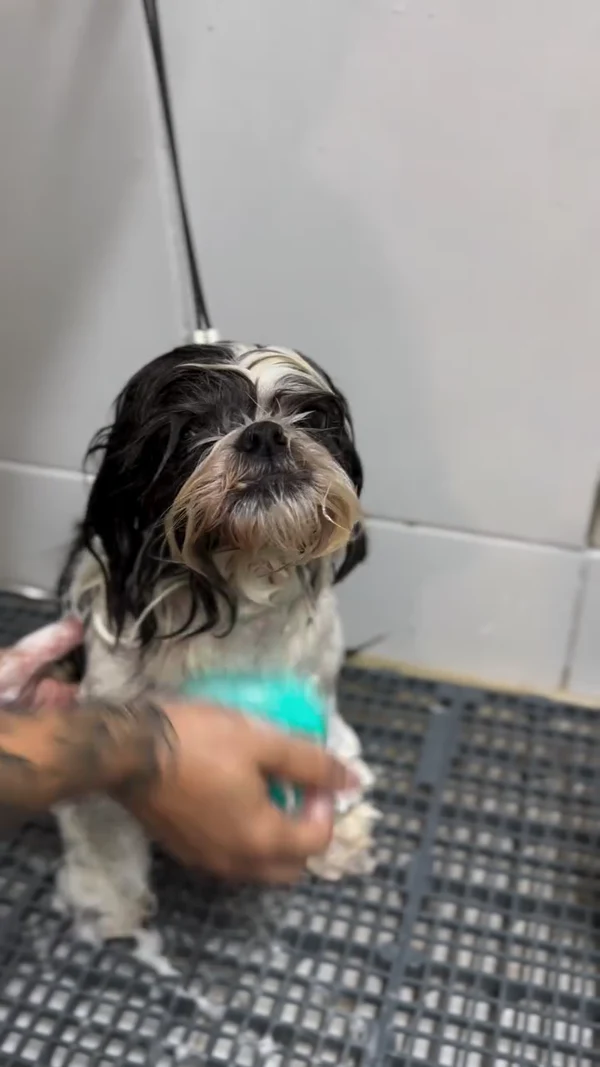 Cãozinho recebendo banho