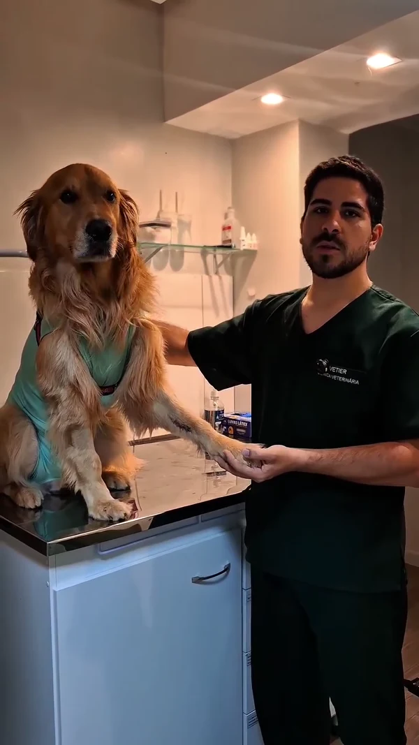 Veterinário da Vetier atendendo um golden retriever