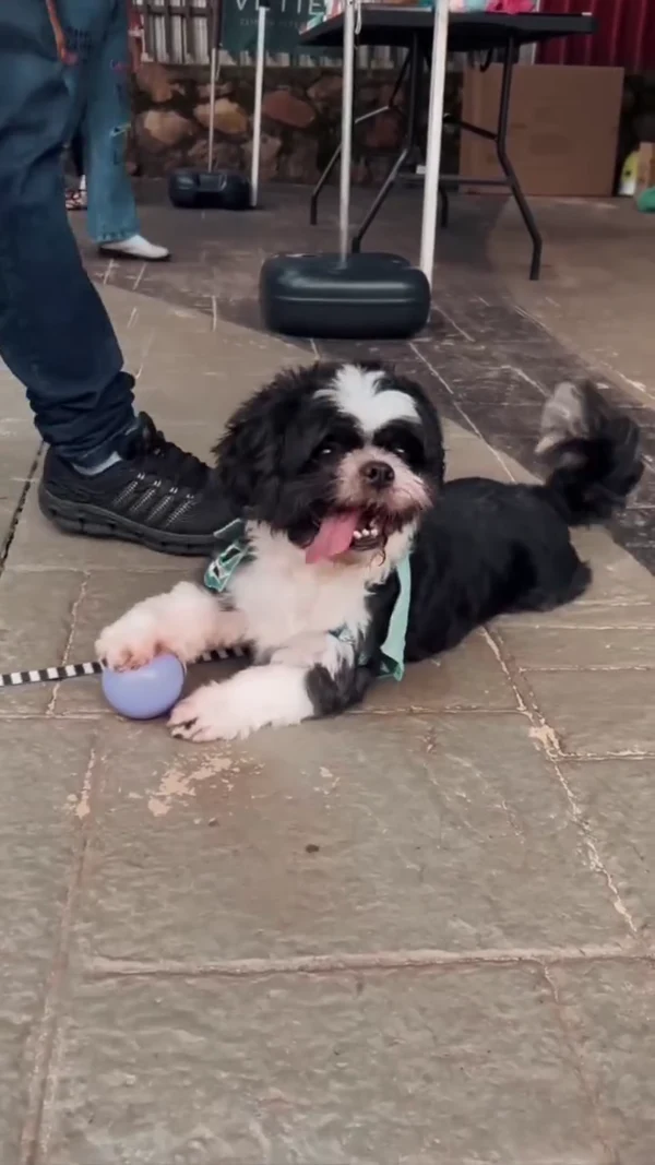 Cão brincando na Vetier
